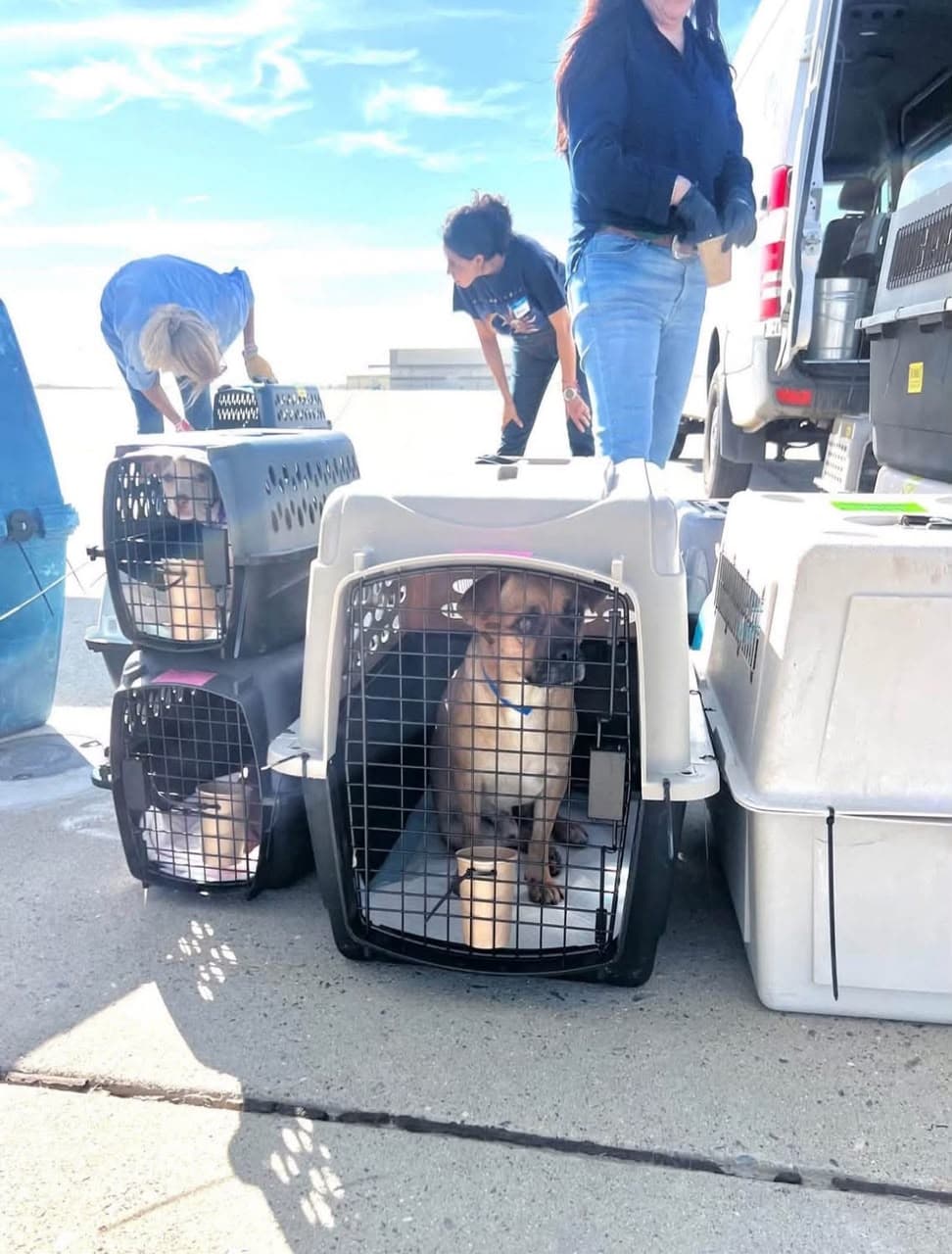 Pet transport